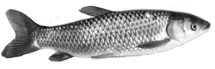 Gräskarp, Spegelkarp och Praktkarp